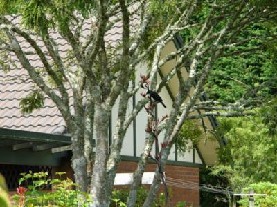 רוטורואה Clover Downs Homestead מראה חיצוני תמונה